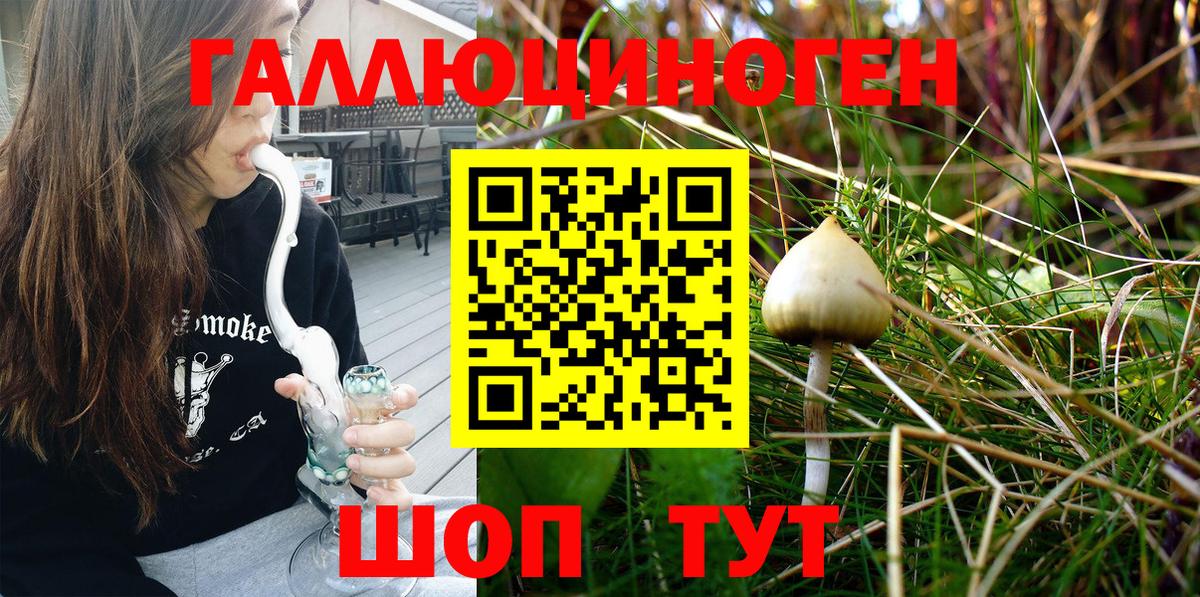 Псилоцибиновые грибы Psilocybe Омск